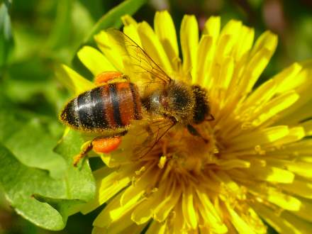 Zatrucia pszczół środkami ochrony roślin