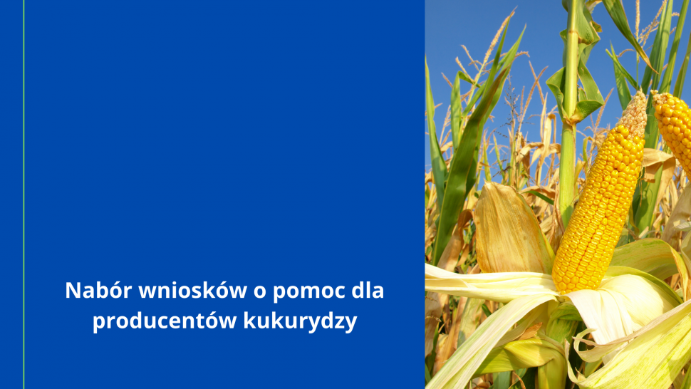 Nabór wniosków o pomoc dla producentów kukurydzy