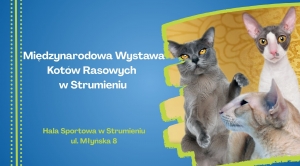 Obrazek domyslny serwisu strumien.pl