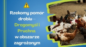 Obrazek domyslny serwisu strumien.pl
