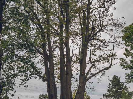 ALEJA DĘBOWO - LIPOWA wzdłuż ul. Głównej w Pruchnej