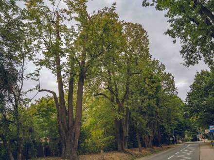 ALEJA DĘBOWO - LIPOWA wzdłuż ul. Głównej w Pruchnej