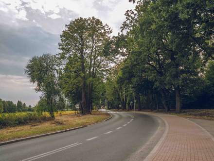 ALEJA DĘBOWO - LIPOWA wzdłuż ul. Głównej w Pruchnej