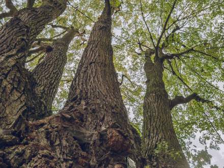 ALEJA DĘBOWO - LIPOWA wzdłuż ul. Głównej w Pruchnej