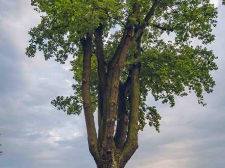 ALEJA DĘBOWO - LIPOWA wzdłuż ul. Głównej w Pruchnej