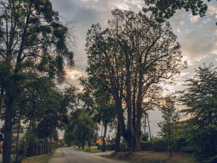 ALEJA DĘBOWO - LIPOWA wzdłuż ul. Głównej w Pruchnej