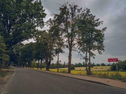 ALEJA DĘBOWO - LIPOWA wzdłuż ul. Głównej w Pruchnej