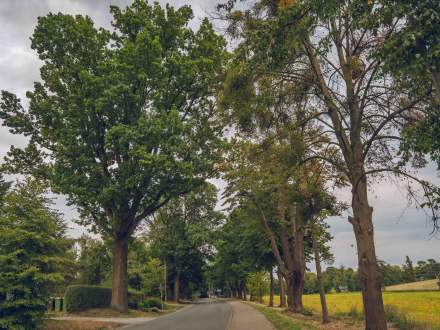ALEJA DĘBOWO - LIPOWA wzdłuż ul. Głównej w Pruchnej