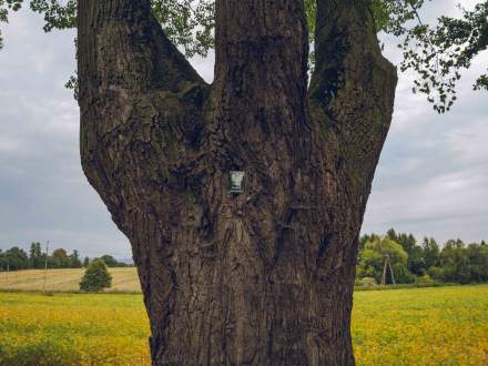 ALEJA DĘBOWO - LIPOWA wzdłuż ul. Głównej w Pruchnej