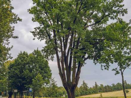 ALEJA DĘBOWO - LIPOWA wzdłuż ul. Głównej w Pruchnej
