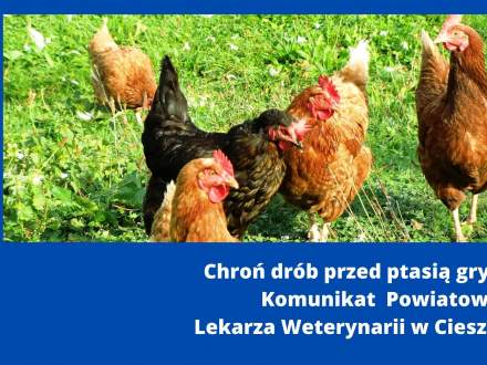 Chroń drób przed ptasią grypą - Komunikat Powiatowego Lekarza Weterynarii