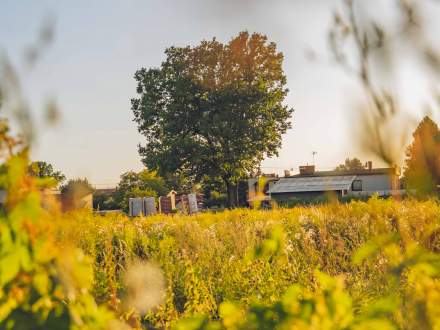 DĄB SZYPUŁKOWY przy ul. Dębowej w Strumieniu