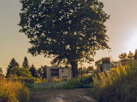 DĄB SZYPUŁKOWY przy ul. Dębowej w Strumieniu