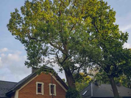DĄB SZYPUŁKOWY przy ul. Zamkowej w Strumieniu