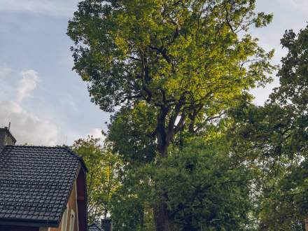 DĄB SZYPUŁKOWY przy ul. Zamkowej w Strumieniu