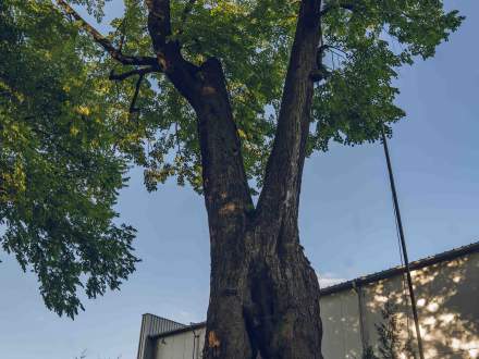 LIPA DROBNOLISTNA przy ul. Ks. Londzina przy drodze dojazdowej do ZGKiM w Strumieniu