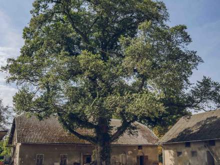 Wiąz Szypułkowy przy ul. Wiejskiej w Drogomyślu