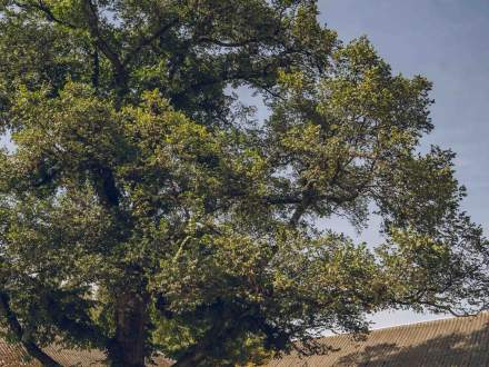 Wiąz Szypułkowy przy ul. Wiejskiej w Drogomyślu