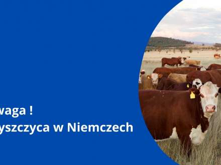 Uwaga! Pryszczyca w Niemczech