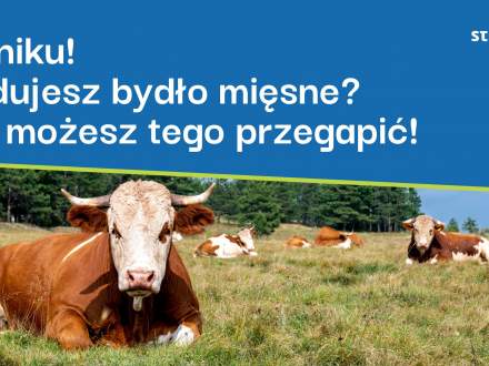 Rolniku! Hodujesz bydło mięsne? Nie możesz tego przegapić