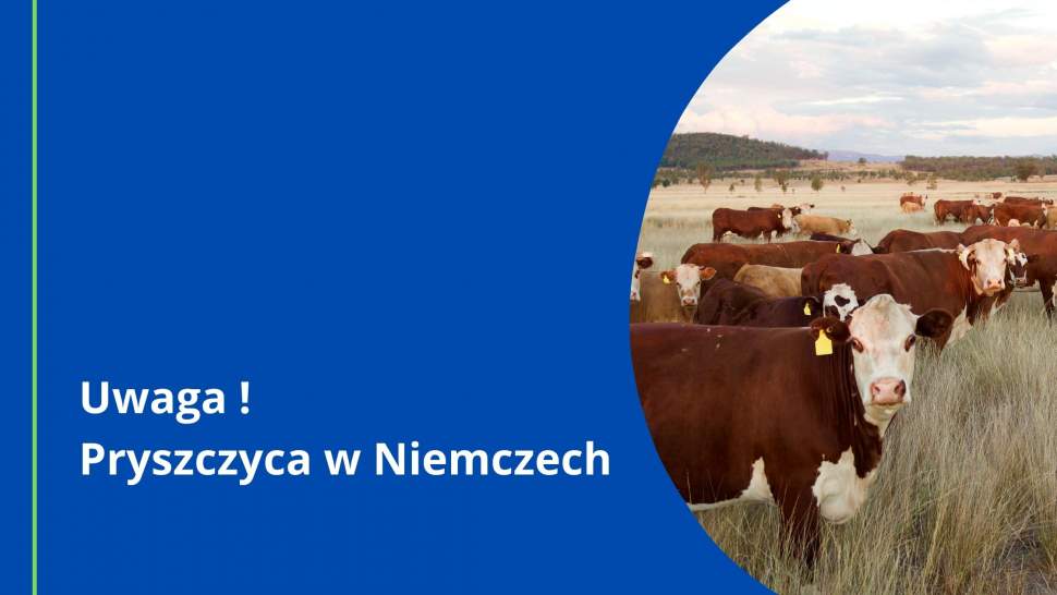 Uwaga! Pryszczyca w Niemczech