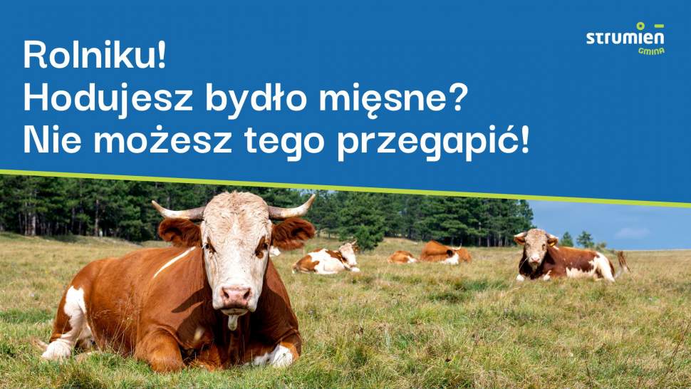 Rolniku! Hodujesz bydło mięsne? Nie możesz tego przegapić